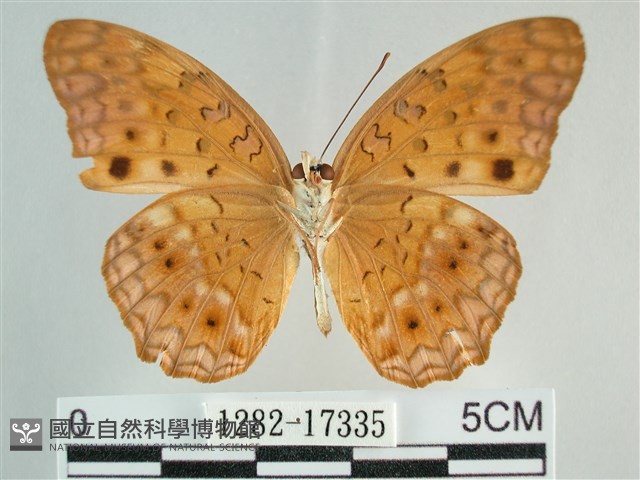 琺蛺蝶藏品圖，第2張