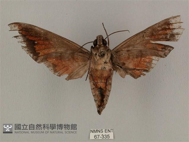 全緣缺角天蛾藏品圖，第2張