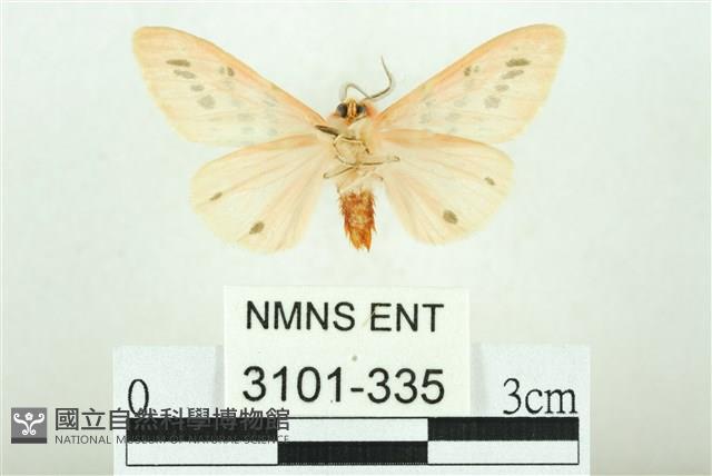 三條橙燈蛾藏品圖，第2張