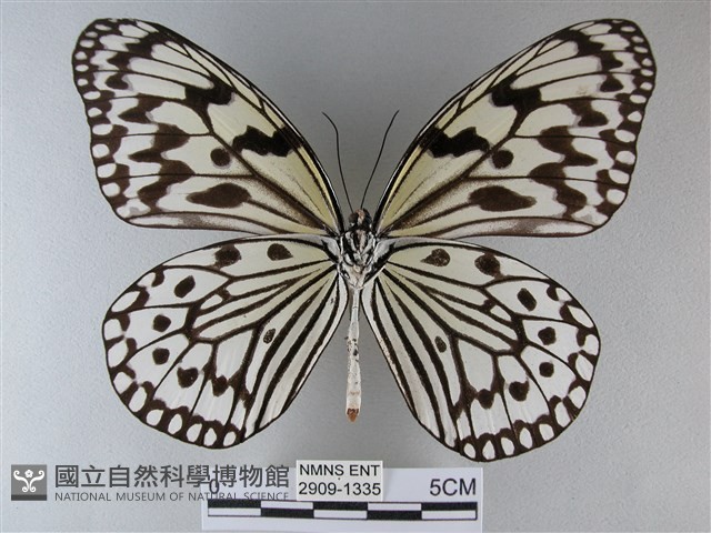 大白斑蝶藏品圖，第2張