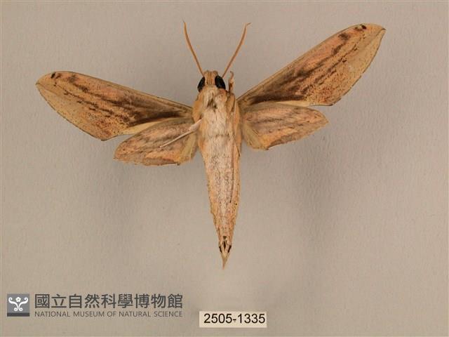 棕綠背線天蛾藏品圖，第2張
