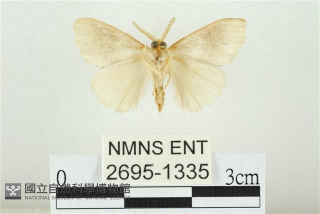 寬紋黃毒蛾藏品圖，第2張