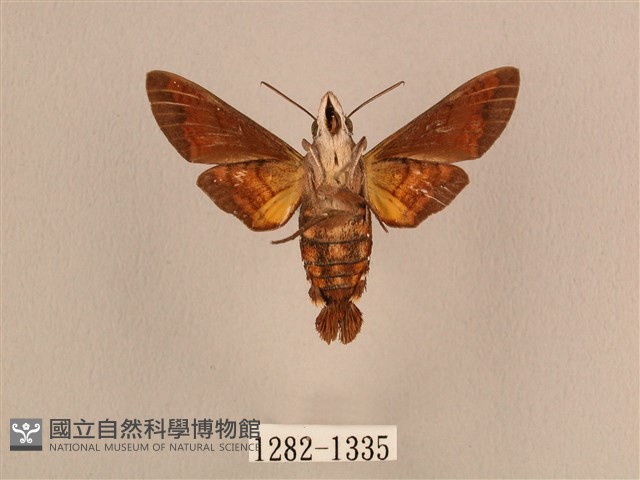 叉帶長喙天蛾藏品圖，第2張