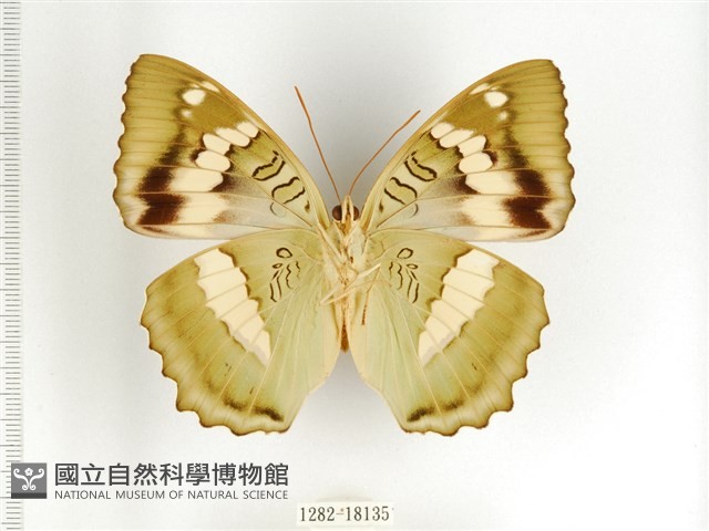 臺灣翠蛺蝶藏品圖，第2張