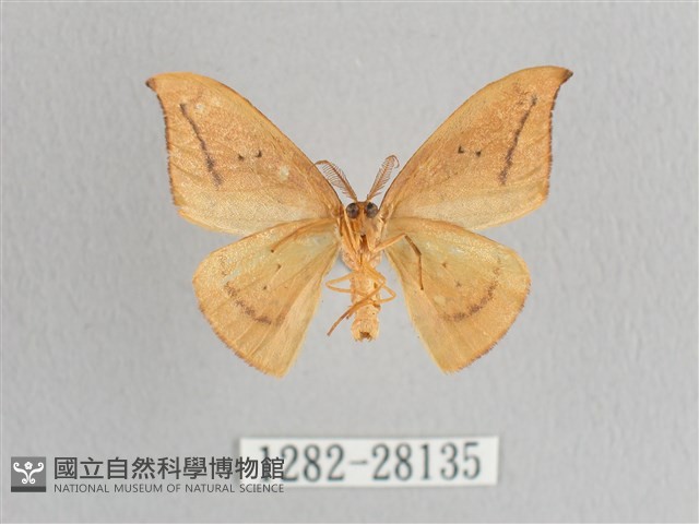 枯葉紋鉤蛾藏品圖，第2張