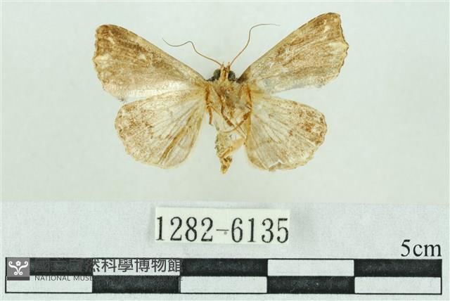 粉紅帶散紋夜蛾藏品圖，第2張