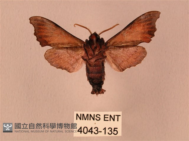 楓天蛾藏品圖，第2張