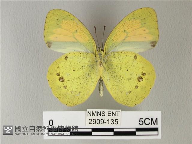 異粉蝶、雌白黃蝶藏品圖，第2張