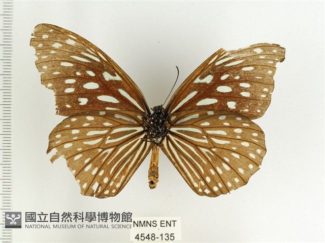 小紋青斑蝶藏品圖，第2張