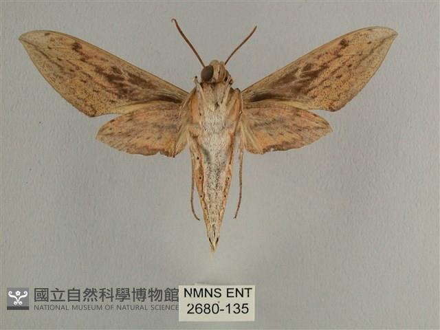 背線天蛾藏品圖，第2張