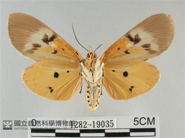 登錄號:001282-19035藏品圖，第2張