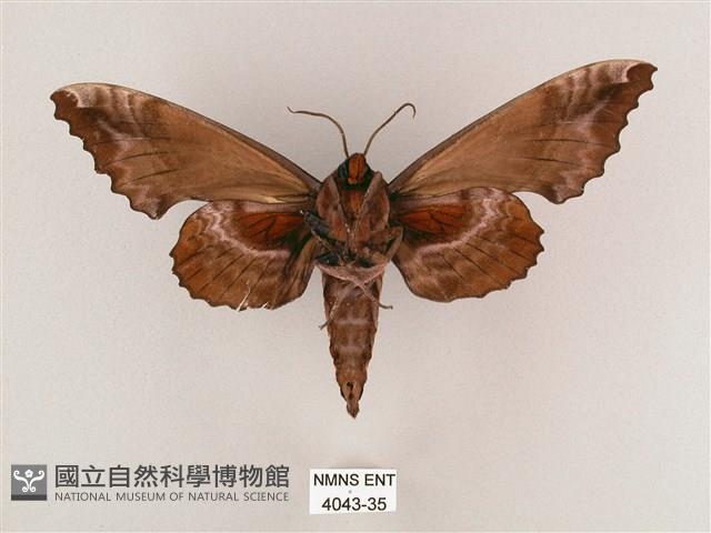 盾天蛾藏品圖，第2張