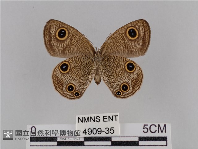 密紋波眼蝶藏品圖，第2張