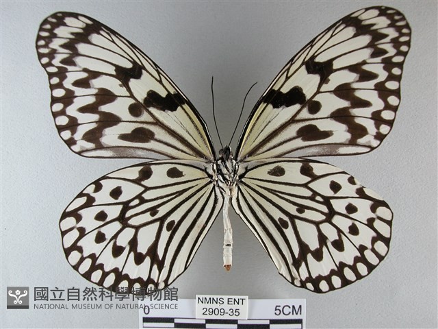 大白斑蝶藏品圖，第2張