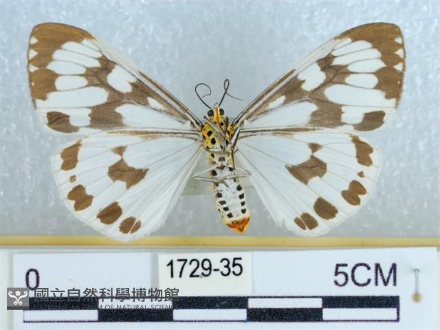 粉蝶燈蛾藏品圖，第2張