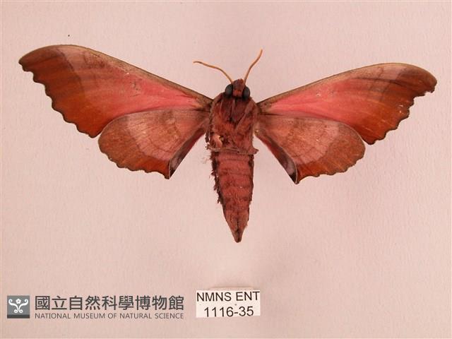 桃紅六點天蛾藏品圖，第2張