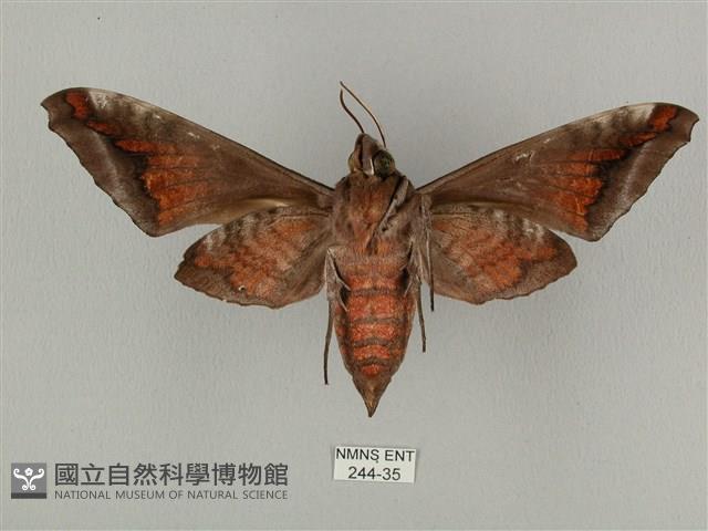 全緣缺角天蛾藏品圖，第2張