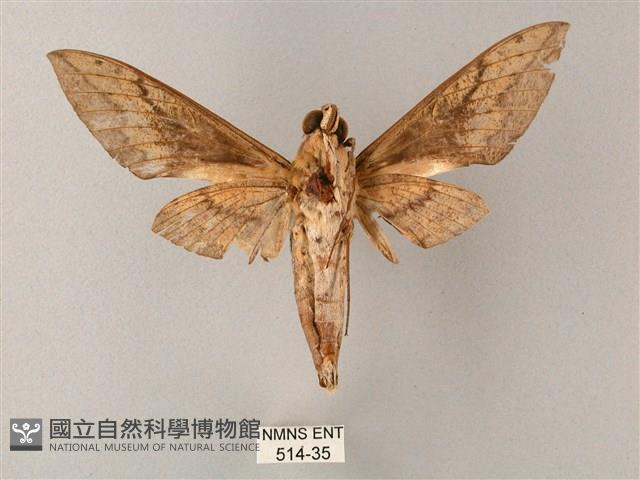 間斷斜紋天蛾藏品圖，第2張