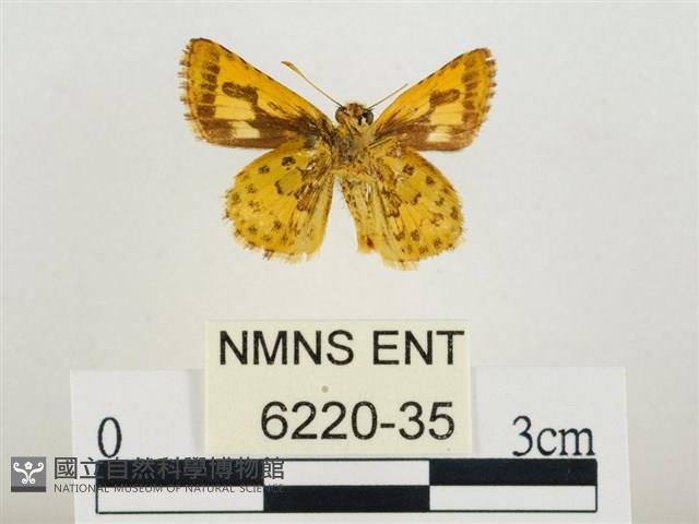 小黃星弄蝶藏品圖，第2張