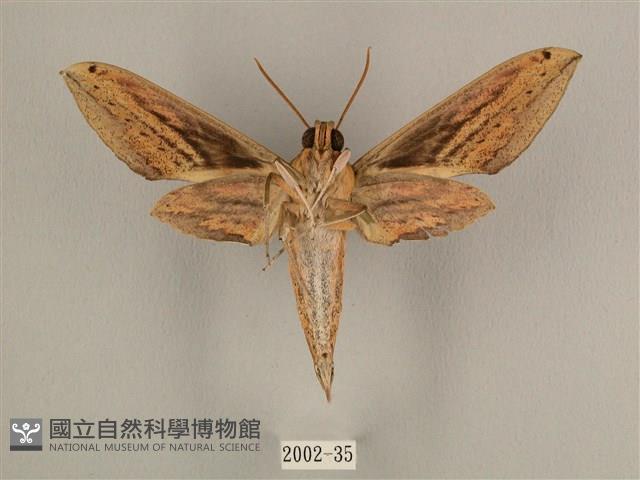 棕綠背線天蛾藏品圖，第2張