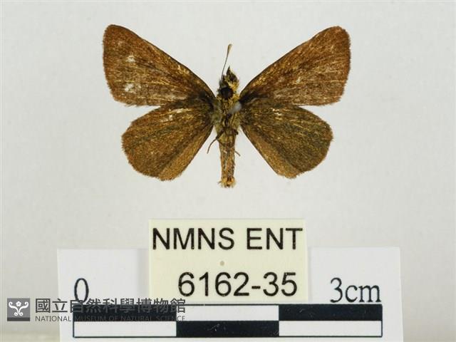 萬大弧弄蝶藏品圖，第2張