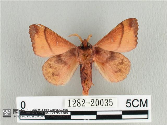 蘋毛蟲藏品圖，第2張