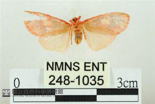 三色豔苔蛾藏品圖，第2張