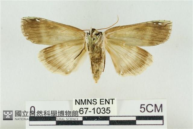 臺洒波紋蛾藏品圖，第2張