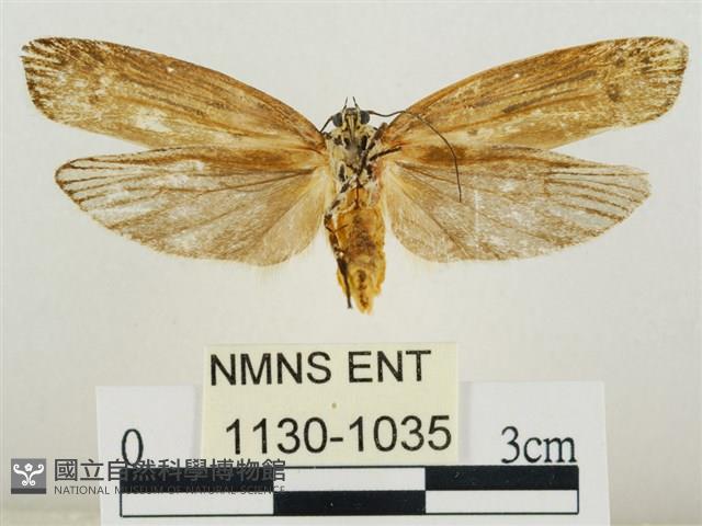 線紋篩蛾藏品圖，第2張
