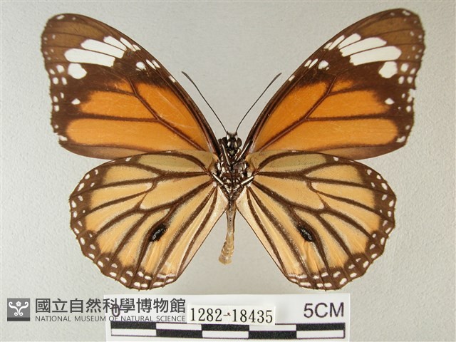 黑脈樺斑蝶藏品圖，第2張