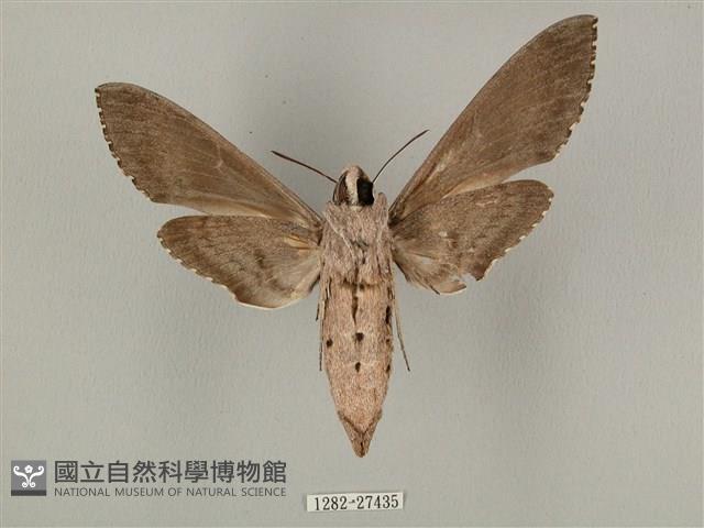 蝦殼天蛾藏品圖，第2張