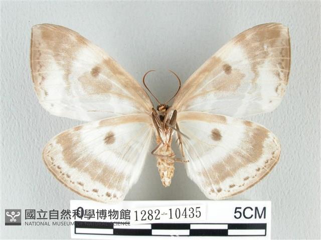 圓翅大鉤蛾藏品圖，第2張