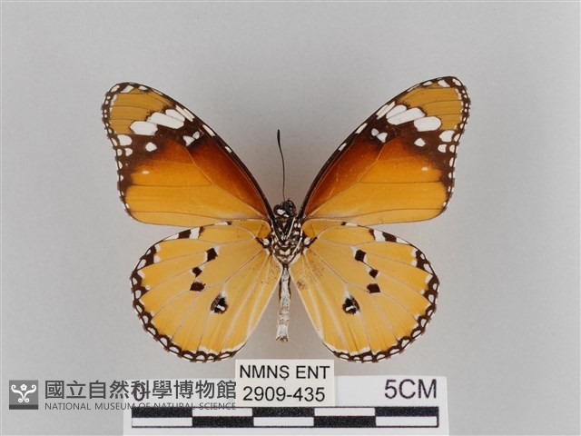 樺斑蝶藏品圖，第2張