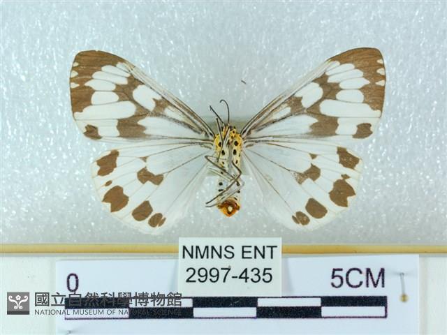 粉蝶燈蛾藏品圖，第2張