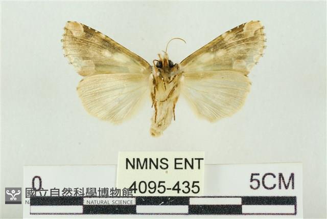 連珠波紋蛾藏品圖，第2張