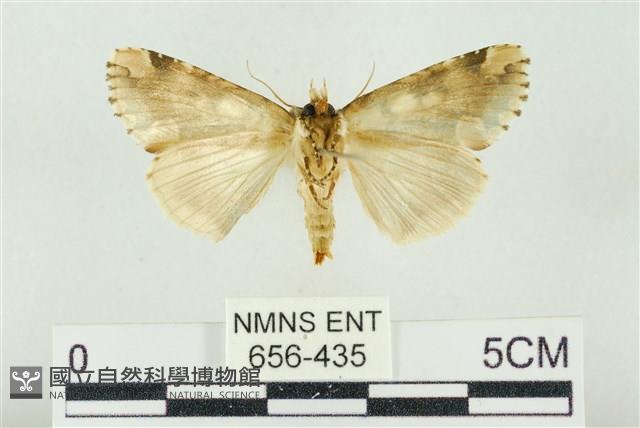 連珠波紋蛾藏品圖，第2張