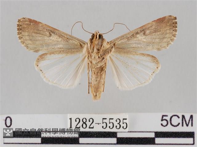斜紋夜盜蛾藏品圖，第2張
