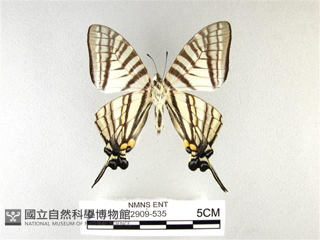 劍鳳蝶藏品圖，第2張