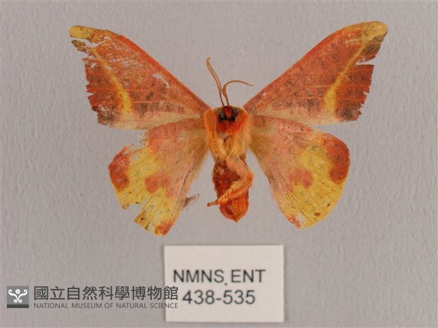 鉛斑帶鉤蛾藏品圖，第2張