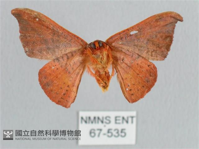 銀端帶鉤蛾藏品圖，第2張