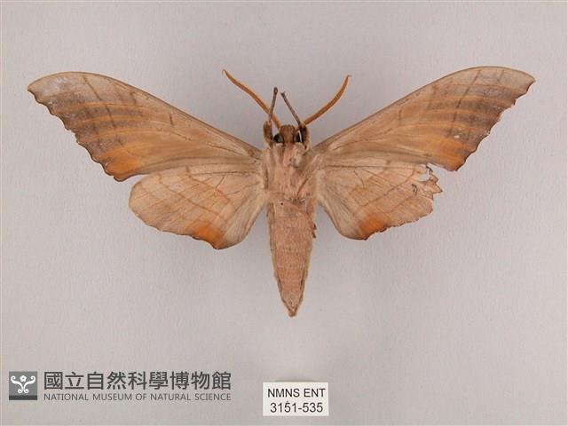 栗六點天蛾藏品圖，第2張