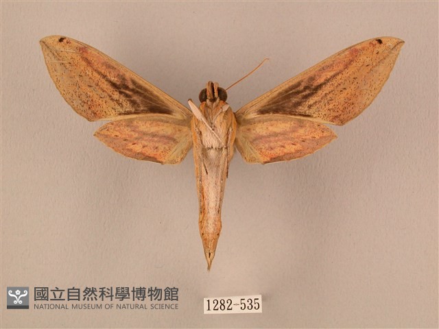棕綠背線天蛾藏品圖，第2張