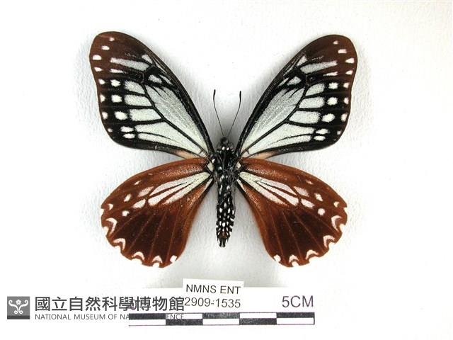 斑鳳蝶藏品圖，第2張