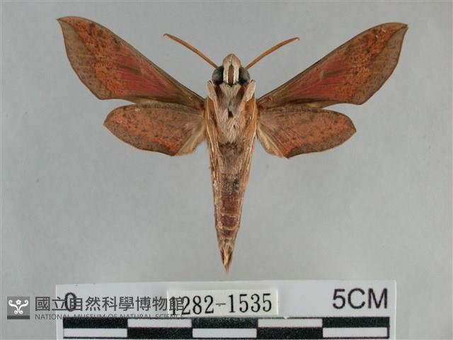 後紅斜線天蛾藏品圖，第2張