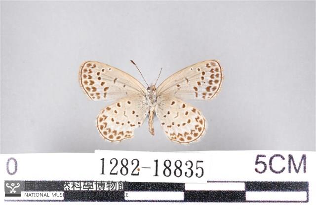 藍灰蝶沖繩亞種藏品圖，第2張