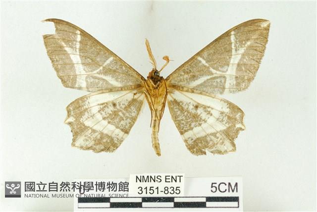 樹形尺蛾藏品圖，第2張