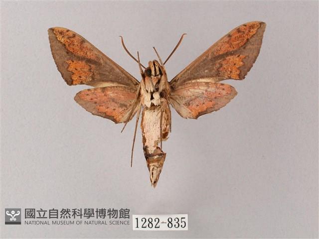 臺灣白肩天蛾藏品圖，第2張