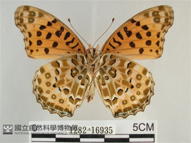 斐豹蛺蝶藏品圖，第2張