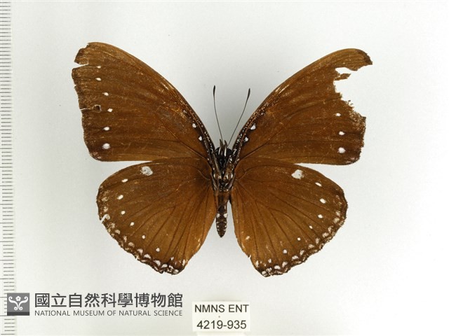 端紫幻蛺蝶藏品圖，第2張
