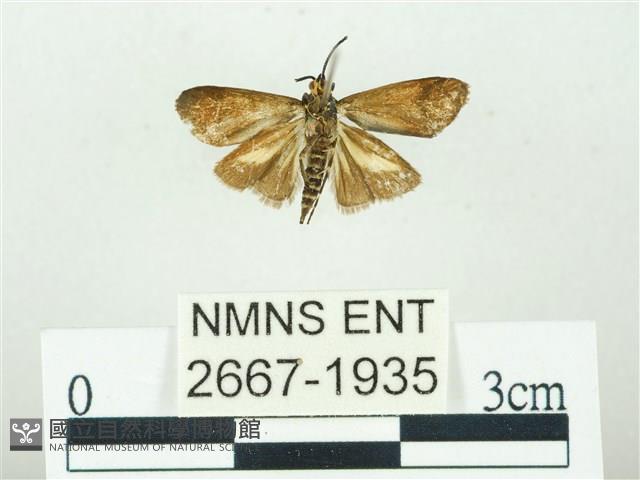 叉紋閃舞蛾藏品圖，第2張